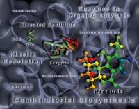 Biocatálisis