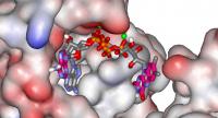 Docking molecular en el centro activo de una enzima promiscua